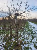 Appelbomen te koop, Tuin en Terras, Planten | Bomen, Ophalen, Volle zon, Overige soorten