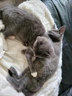 Twee mooie grijze kittens beschikbaar, Dieren en Toebehoren, Katten en Kittens | Overige Katten, Kortharig, 0 tot 2 jaar, Kater