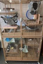 2 x perfecte knaagdier kooi + etages!Tiaki,Keddoc,Little zoo, Rat, Mei, Meerdere dieren, Tam