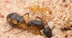 Gezocht camponotus maculatus, Dieren en Toebehoren, Overige soorten