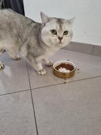 Britse korthaar, Kater, Ontwormd, 0 tot 2 jaar