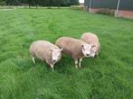 Zwoegervrije texelaar rammen, Dieren en Toebehoren, Schapen, Geiten en Varkens, Mannelijk, Schaap