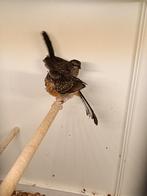 Te koop prachtige koppels schamalijster, Dieren en Toebehoren, Meerdere dieren, Wildzangvogel, Geringd