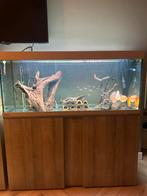Aquarium Eheim Vivaline 240, Dieren en Toebehoren, Vissen | Aquaria en Toebehoren, Ophalen of Verzenden, Zo goed als nieuw, Leeg aquarium
