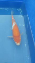Koi, Dieren en Toebehoren, Karper of Koi