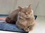 Ervaren Dekkater Britse Korthaar. Aslan, Dieren en Toebehoren, Katten en Kittens | Raskatten | Korthaar, Kater, Ontwormd