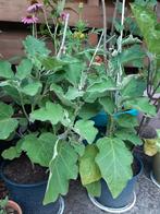 Eggplant (Aubergine) planten, Ophalen, Zomer, Overige soorten, Volle zon