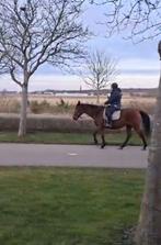 Verzorger bijrijder gezocht, Dieren en Toebehoren, Merrie, Niet van toepassing, 11 jaar of ouder, Recreatiepaard