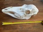 XXL schedel edelhert TaXiDeRMy KaDo natuur leuk gothic mooi, Ophalen of Verzenden, Zo goed als nieuw, Hert, Schedel