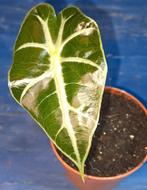 Alocasia Amazonica poly, Huis en Inrichting, Kamerplanten, Ophalen of Verzenden, Halfschaduw, Minder dan 100 cm