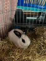 Super lief gecastreert konijn, Mannelijk, Middelgroot, 0 tot 2 jaar