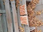 Varse scharel eieren bruine barrnvelder eieren elke dag vers, Diversen, Ophalen of Verzenden
