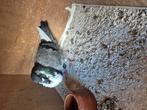 Doffer, Dieren en Toebehoren, Vogels | Duiven, Mannelijk, Kropper