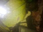 Jonge Pleco algeneters, Dieren en Toebehoren, Vis