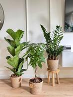 3 for 120- Ficus Lyrata, Pachira (Money tree) & Zamioculcas, Huis en Inrichting, Kamerplanten, Ficus, In pot, Minder dan 100 cm