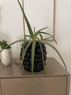 Grote vaas intratuin zwart “pruimen”, Ophalen