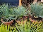 Yucca rostrata, Tuin en Terras, Zomer, Ophalen of Verzenden, Overige soorten, Volle zon