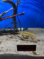 Een kleine Crenicichla Zebrina!!, Vis, Zoetwatervis