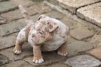 American bully teefje, Dieren en Toebehoren, Honden | Bulldogs, Pinschers en Molossers, België, Particulier, Overige rassen, CDV (hondenziekte)