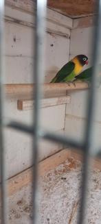 Personata, Geslacht onbekend, Dwergpapegaai of Agapornis, Geringd