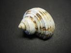 Schelpen: Turbo crassus  Wood, 1828.  56,2  mm., Ophalen of Verzenden, Schelp(en)