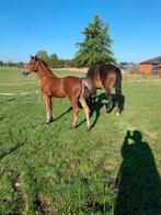 New forest hengstveulen, Dieren en Toebehoren, Pony's, Niet van toepassing, Springpony, 0 tot 2 jaar, Hengst