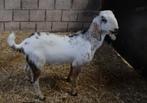 Nubische dekbok, Dieren en Toebehoren, Schapen, Geiten en Varkens, Meerdere dieren, Geit, 0 tot 2 jaar