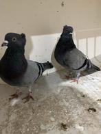 Serbische duiven, Dieren en Toebehoren, Meerdere dieren, Overige soorten