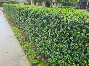 Portugese laurier potgekweekte haagplanten ca. 60 cm beschikbaar voor biedingen