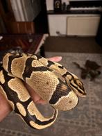 Koningspython man, Dieren en Toebehoren, Reptielen en Amfibieën, Slang, 3 tot 6 jaar
