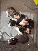 Mooie lieve kittens, Dieren en Toebehoren