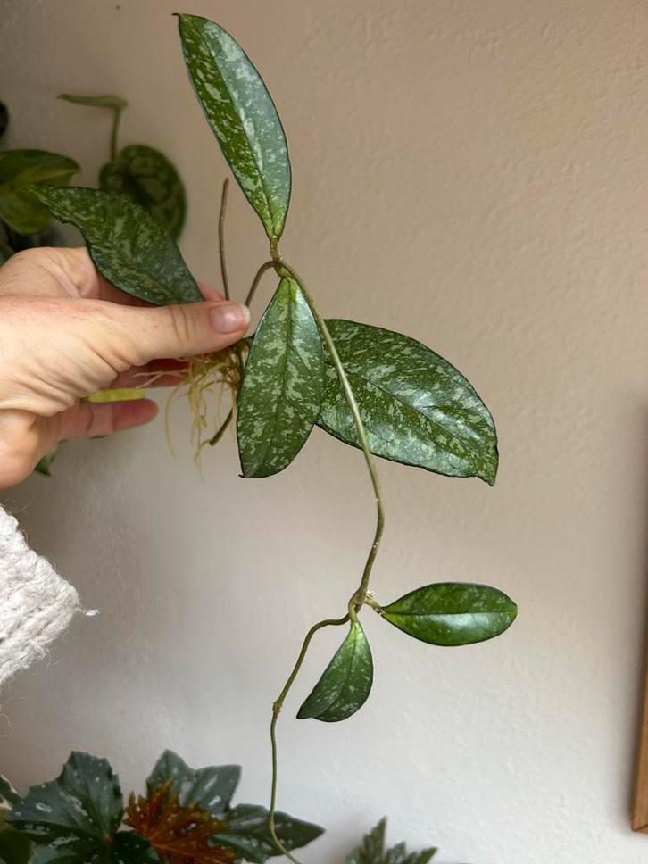 Hoya crassipetiolata splash, kopstek/middenstekken, zie adv., Huis en Inrichting, Kamerplanten, Minder dan 100 cm, Halfschaduw