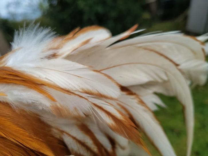 Mooie jonge Geelwitpel haan., Dieren en Toebehoren, Pluimvee, Kip, Mannelijk