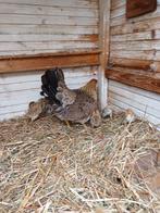 Drentse kriel met 9 kuikentjes, Dieren en Toebehoren, Pluimvee, Vrouwelijk, Kip