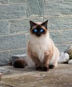 Siamese katje 6 maanden jong., Dieren en Toebehoren, Katten en Kittens | Raskatten | Langhaar, Poes