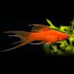 zwaarddraagers lijra, Dieren en Toebehoren, Vissen | Aquariumvissen, Vis, Zoetwatervis, Schoolvis
