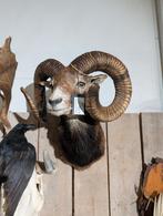 7x opgezet moeflon winkel borst preparaat hert taxidermie, Verzamelen, Dierenverzamelingen, Ophalen of Verzenden, Nieuw, Wild dier