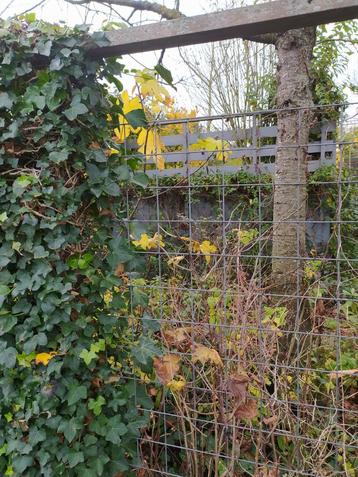 Gaas panelen ideaal voor afscheiding te maken met Hedera. beschikbaar voor biedingen