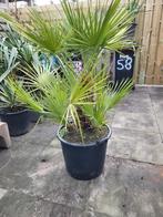 Chamaerops  humilis dwergpalm, Minder dan 100 cm, Zomer, Palmboom, Ophalen