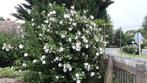 Hibiscus seriacus  wit en rose, Tuin en Terras, Planten | Struiken en Hagen, Overige soorten, Minder dan 100 cm, Ophalen of Verzenden