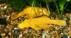 Ancistrus Albino (S) - Koidreams Valburg, Dieren en Toebehoren, Vis, Zoetwatervis