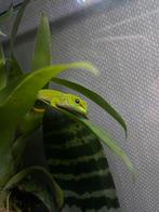 Phelsuma grandis, Dieren en Toebehoren, Overige soorten, 0 tot 2 jaar