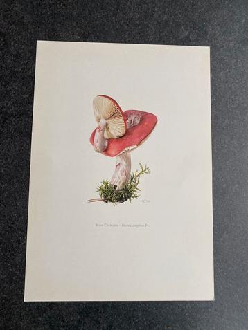 10 prenten soorten paddestoelen 19x27 cm samen 20 euro beschikbaar voor biedingen