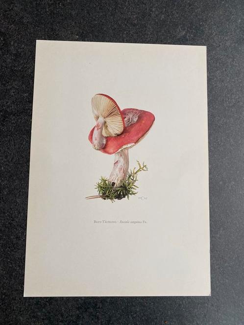 10 prenten soorten paddestoelen 19x27 cm samen 20 euro, Antiek en Kunst, Antiek | Schoolplaten, Natuur en Biologie, Ophalen of Verzenden