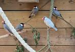 Rijstvogels, Geslacht onbekend, Tropenvogel, Geringd