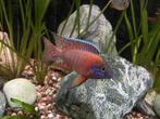Aulonocara Red Rubin, Vis, Zoetwatervis