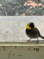 Kleine Cubavink man, van dit jaar, geen ring.€15, Dieren en Toebehoren, Mannelijk