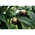 Mespilus Germanica - Mispel, Halfschaduw, Overige soorten, Minder dan 100 cm, Zomer