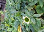 Zonnehoedjes wit en paars, Tuin en Terras, Planten | Tuinplanten, Overige soorten, Volle zon, Vaste plant, Ophalen of Verzenden