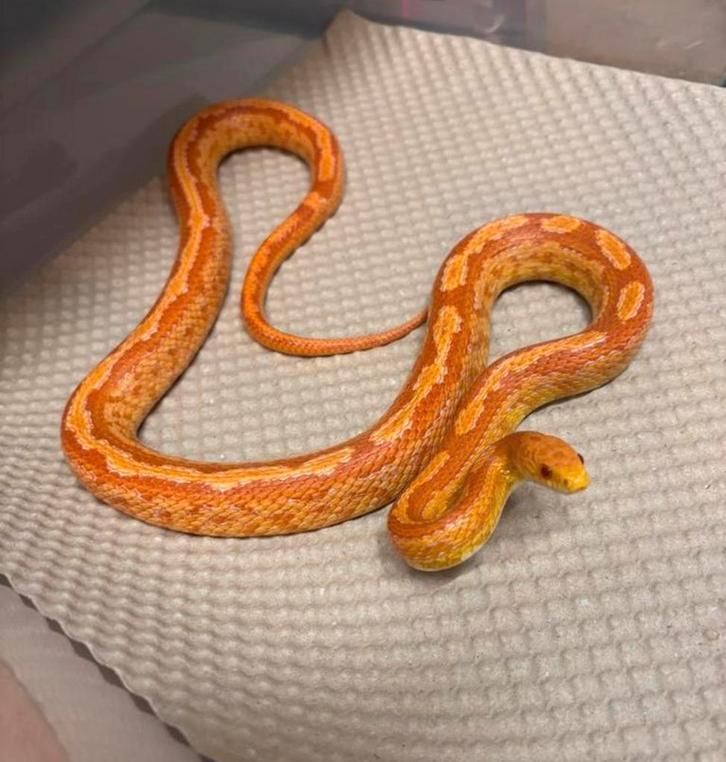 Kweekgroep rattenslangen van 7 dieren